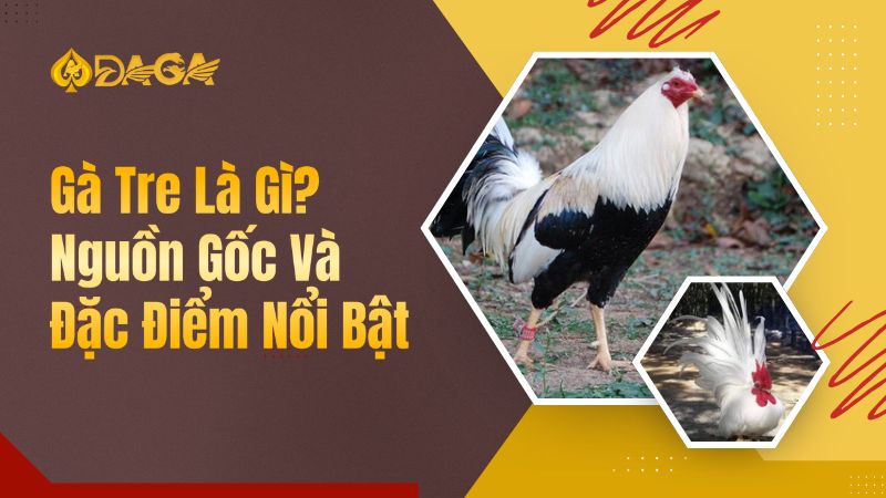 Gà Tre Là Gì? Nguồn Gốc & Đặc Điểm Nổi Bật